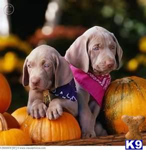 Puppies in Miami